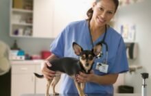 Moyennes Professionnelles Vétérinaires 2022